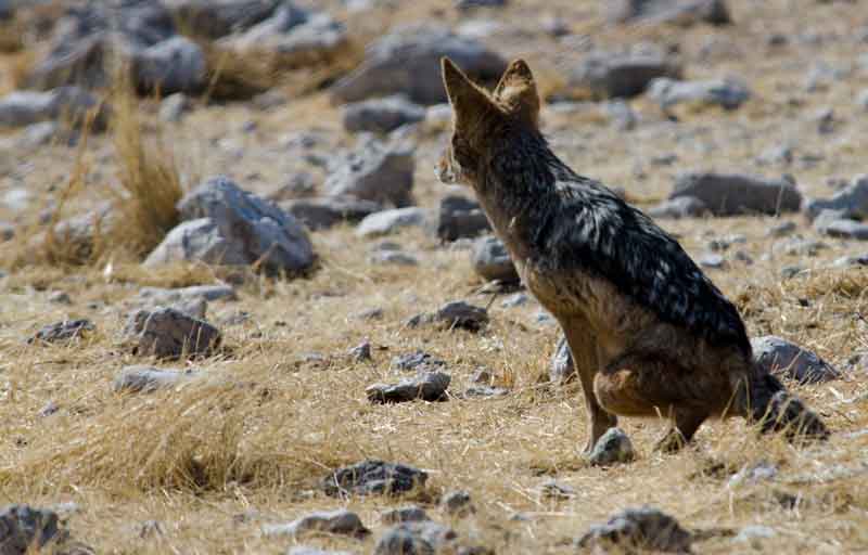245 - Namibia - chacal - parque nacional de Etosha